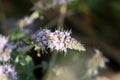 Horse Mint (Mentha longifolia)