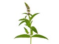 Horse mint plant isolated on white background. Mentha longifolia