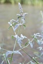 Horse Mint (mentha longifolia)