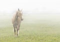 Horse in the mist Royalty Free Stock Photo