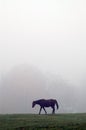 Horse in mist Royalty Free Stock Photo