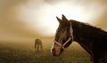 Cavallo nebbia 