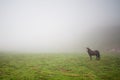 Horse in the mist Royalty Free Stock Photo