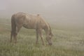 Horse mist wild Royalty Free Stock Photo