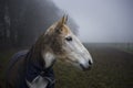 Horse on a Misty Day