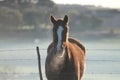 Horse on a Misty Morning Royalty Free Stock Photo