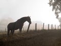 Horse in a misty morning pasture