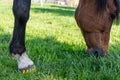 Horse and Modern plastic horseshoes made of composite material provide better shock absorption