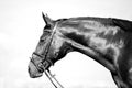 Horse monochrome black and white portrait Royalty Free Stock Photo