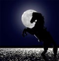 Horse in the moonlight