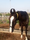 Horse moring closeup view near farm house