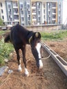 Horse moring view near farm house