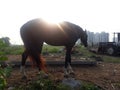 Horse moring view and showing Sun Rays also