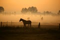 Horse in morning fog Royalty Free Stock Photo