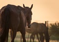 Horse on morning light back view Royalty Free Stock Photo