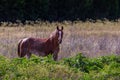 Horse in the Morning Light Royalty Free Stock Photo