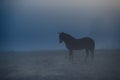 Horse in morning mist Royalty Free Stock Photo