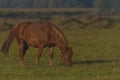 Horse on morning pasture land with nice fresh fog and nice light Royalty Free Stock Photo