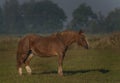 Horse on morning pasture land with nice fresh fog and nice light Royalty Free Stock Photo