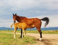 Horse mother brown color and a small cub
