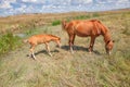 Horse mother and child grazing