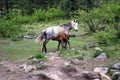 Horse Royalty Free Stock Photo