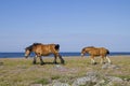 Mare with foal in the nature reserve Morups Tange Royalty Free Stock Photo