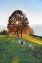 Horse mother with her little farm at sunset Royalty Free Stock Photo