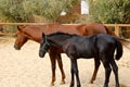 Horse mother and her young foal Royalty Free Stock Photo