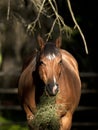 Horse in mottled sunlight eating grass.