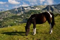 Wild horse Royalty Free Stock Photo