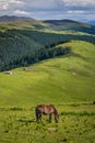 Horse on mountain meadows