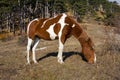 Horse on mountain pasture