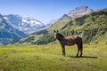 Horse on mountain pasture in the alps