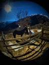 Horse, mountain, snow and sunlight Royalty Free Stock Photo