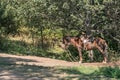 A horse in full gear standing in the shade, Armenia. Royalty Free Stock Photo