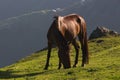 Horse on the mountains