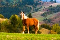 Horse on the mountains hills