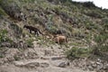 Horse in the mountains. On the Inca Trail to Machu Picchu. A awe Royalty Free Stock Photo