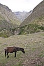 Horse in the mountains. On the Inca Trail to Machu Picchu. A awe Royalty Free Stock Photo