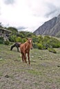 Horse in the mountains. On the Inca Trail to Machu Picchu. A awe Royalty Free Stock Photo