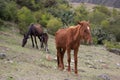 Horse in the mountains. On the Inca Trail to Machu Picchu. A awe Royalty Free Stock Photo