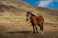 Horse in the mountains. Mountains landscapes.