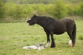 Horse mourning her still born foal