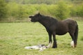 Horse mourning her still born foal