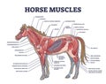 Horse muscles structure with detailed muscular system anatomy outline diagram Royalty Free Stock Photo