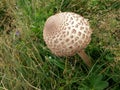 Horse mushroom on a meadow