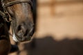 horse muzzle close-up view from bottom to top, soft focus. Royalty Free Stock Photo