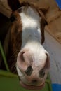 Horse muzzle close-up view from bottom to top, soft focus Royalty Free Stock Photo