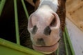 horse muzzle close-up view from bottom to top, soft focus Royalty Free Stock Photo